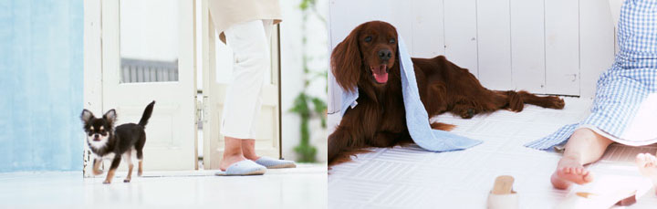 �ڥåȶ�����ͤ����ǿ�����