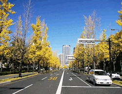 ��Į�ٶ������